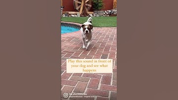 Thumbnail of Play This Sound For Your Dog and See What Happens