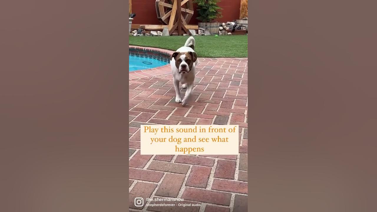 Play This Sound For Your Dog and See What Happens
