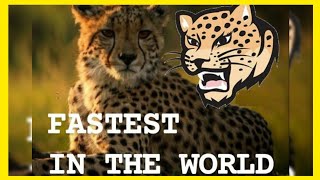 CHEETAH SPEED - CHEETAH MEOW - THE FASTEST ANIMAL IN THE WORLD by Fifty Shades of Cats 734 views 3 years ago 5 minutes, 17 seconds