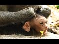 What Mom doing on new baby monkey?, Baby monkey Jewel TM #437