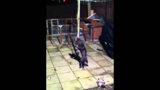 Staffordshire Bull Terrier