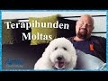 Anders Bagge träffar terapihunden Moltas