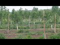 Інтенсивний горіховий сад у Вінницькій області