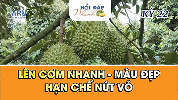 APN - LÊN CƠM NHANH, ĐẸP MÀU, HẠN CHẾ NỨT VỎ SẦU RIÊNG #anphatnong #saurieng