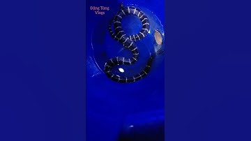 Rắn đen trắng, cạp nia bắc cực độc #shorts