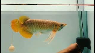 Arwana Super Red Kapuas hulu | Arowana Fish | Arowana