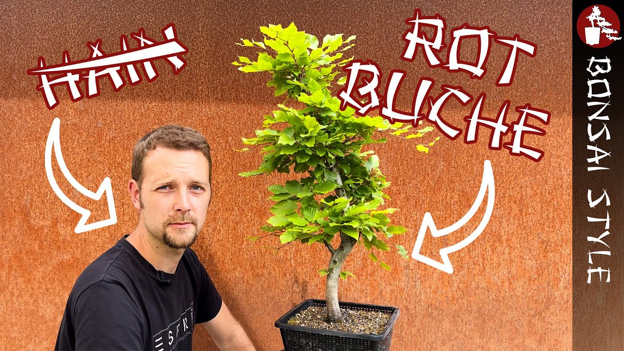 Meine Rotbuche von Holger | 3 Jahre Entwicklung | 