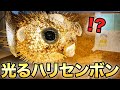 超簡単！】綺麗に光るハリセンボンの剥製を一週間で作る！ - YouTube