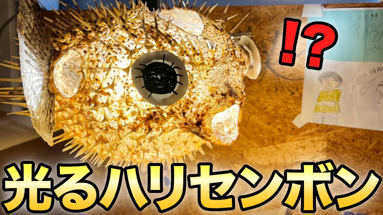 超簡単！】綺麗に光るハリセンボンの剥製を一週間で作る！ - YouTube