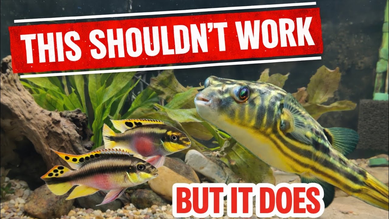 This Shouldn’t Work… But My Fahaka Tank Is Thriving