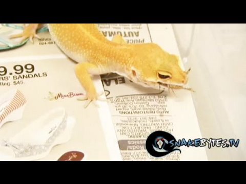 snake bites on dogs Snake Bytes TV - Chewy eats bugs