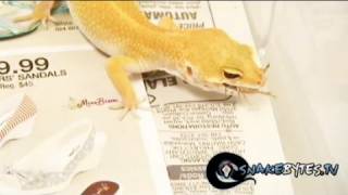 Snake Bytes TV - Chewy eats bugs