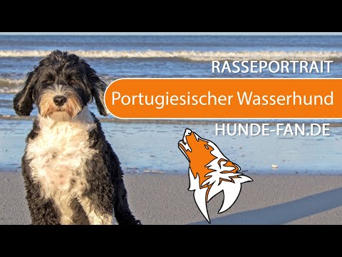 ► Portugiesischer Wasserhund [2021] Rasse, Aussehen &amp; Charakter