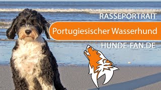► Portuguese Water Dog [2021] History, Appearance, Temperament, Training, Exercise, Care & Health