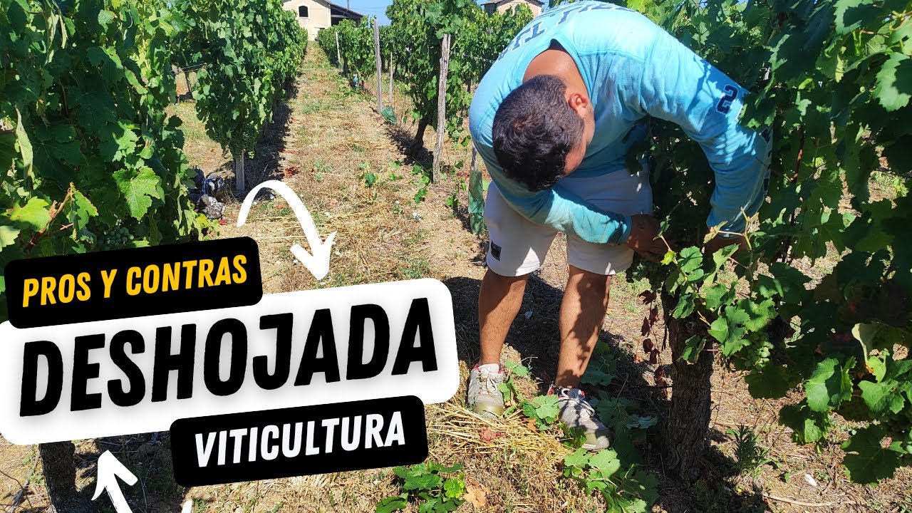 Deshojar la Vid 🍇 | Ventajas y Desventajas del Deshoje en Viñedos