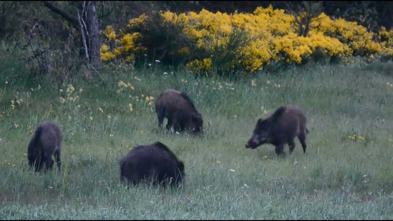 Approche Compagnie de Sanglier - Photographie Animalière