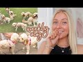 Sunny meets her siblings 🐶🥺 cavapoo litter reunited after 1 YEAR! // weekly vlog