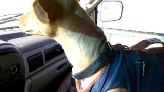 Basenji Talking During Car Ride - Part 2