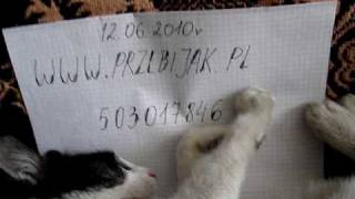 Obraz.mpg