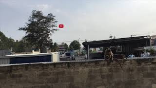 Breaking news monkey 🐵 breaks into my house 🏠 screenshot 5