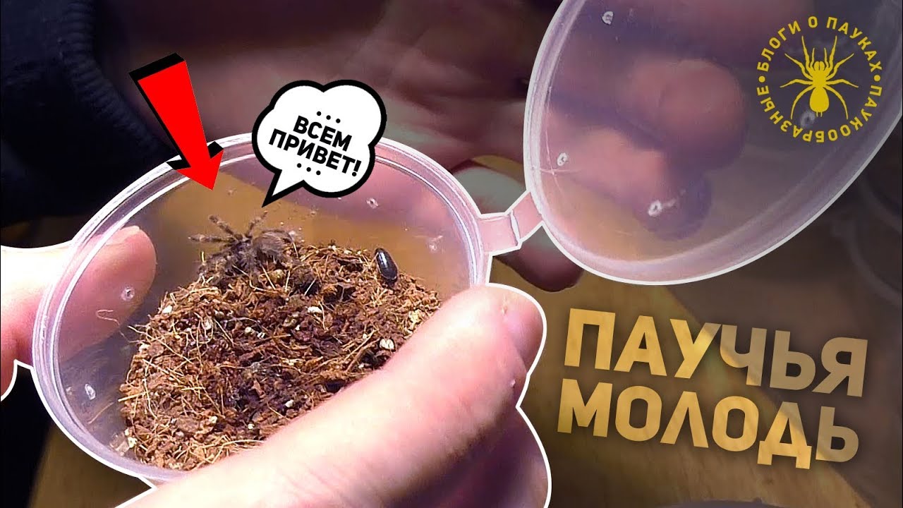 Кормим кучу паучьей мелочи | poecilotheria ornata