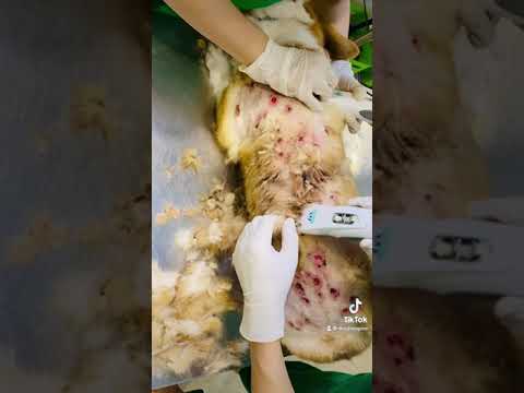 Cún corgi bị viêm da, loét toàn thân.