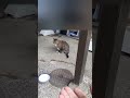 久が原にいたキジ白猫。 #cat