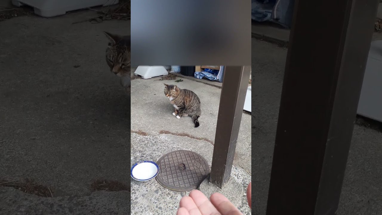 久が原にいたキジ白猫。 #cat