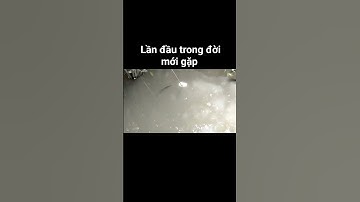 khủng khiếp con tôm càng xanh #shorts #short #shortvideo