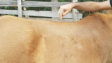 O que fazer para curar a Pisadura do meu cavalo?