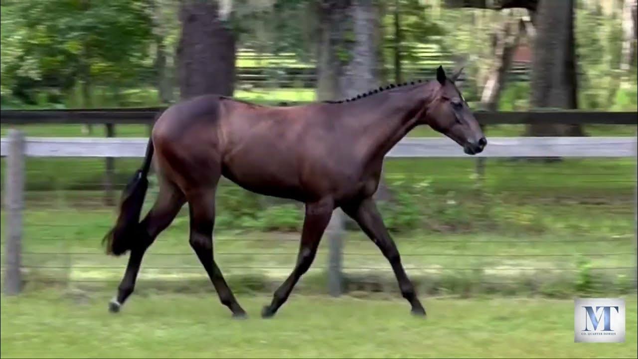 2023 NSBA Markel Yearling Sale Hip 6 Southern N Fabulous YouTube