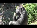 シャバーニ家族 1171 Shabani family gorilla