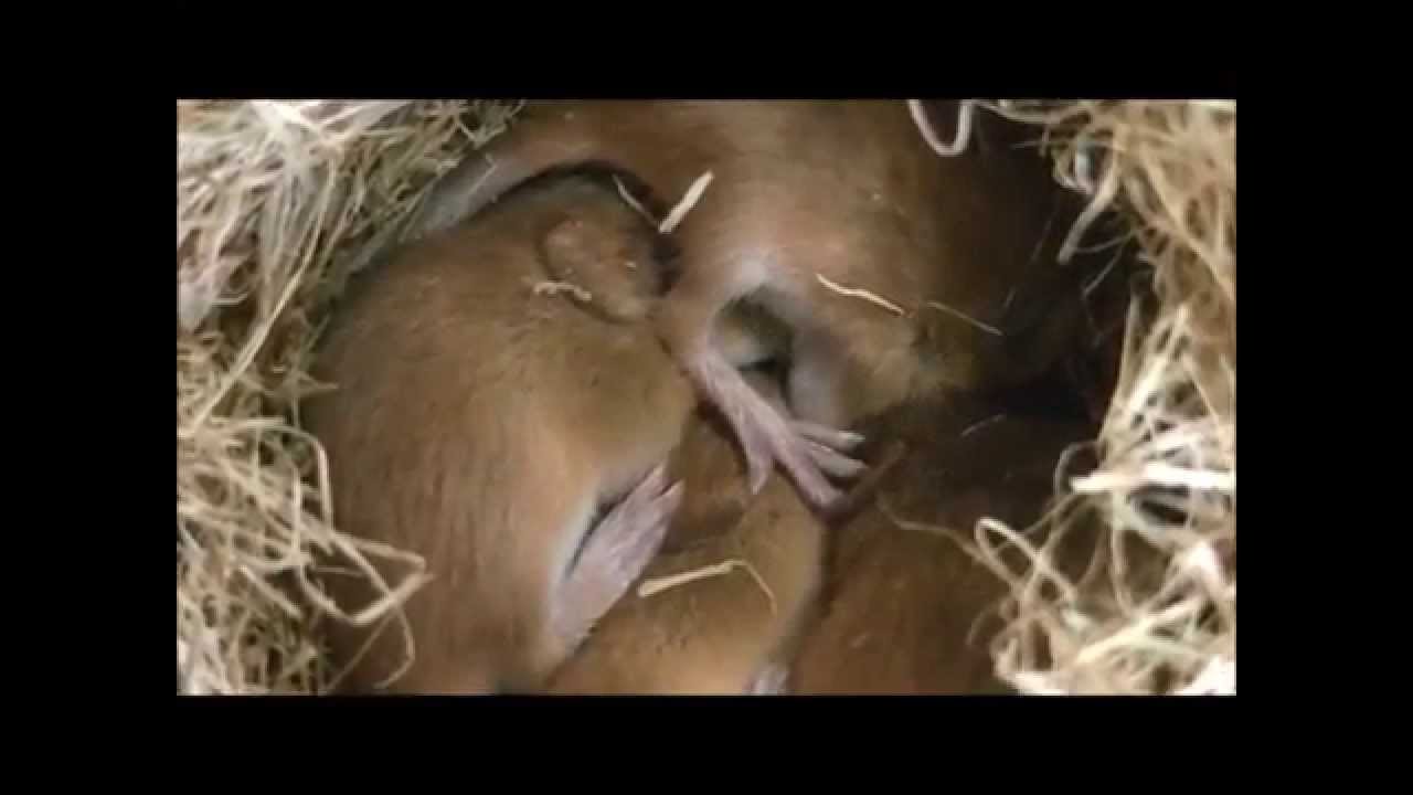 カヤネズミ（萱鼠）の巣 - ［公式］水前寺江津湖公園｜熊本市の公園