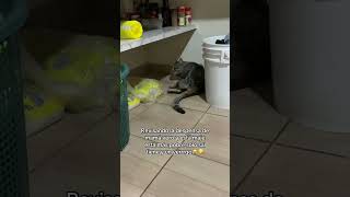 #milagros revisando todos los rincones de la casa bien metiche mi Gordo