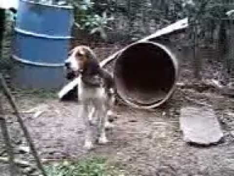 Perro foxhound en venta - YouTube