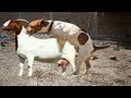 Dog and goat meeting fist time village