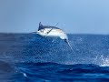 Crazy Blue Marlin fishing on Cape Verde