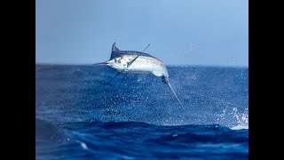 Crazy Blue Marlin fishing on Cape Verde
