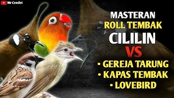 NGERIII..!!!MASTERAN ROLL TEMBAK CILILIN SAMBUNG GEREJA TARUNG, KAPAS TEMBAK, DAN LOVEBIRD !!