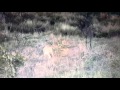 Lioness suffering a seizure from canine distemper