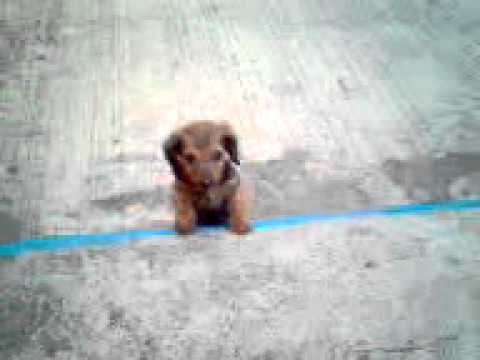 Baby Long Haired Dachshund Youtube