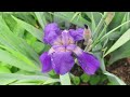 Flowers nature spring 4k