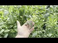 Greenhouse Ideas || Black vs. White ground plastic effects on growth and cooling with tomato plants