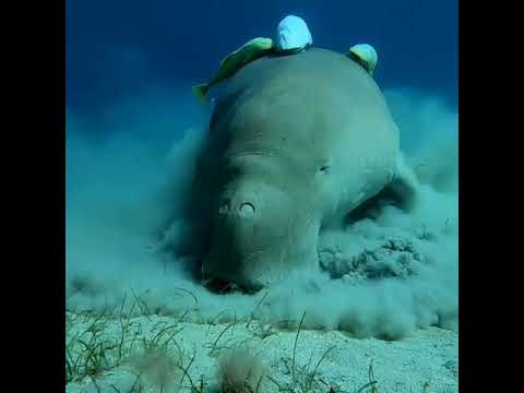 شاهد عجل البحر الدوجنجو بمرسي علم