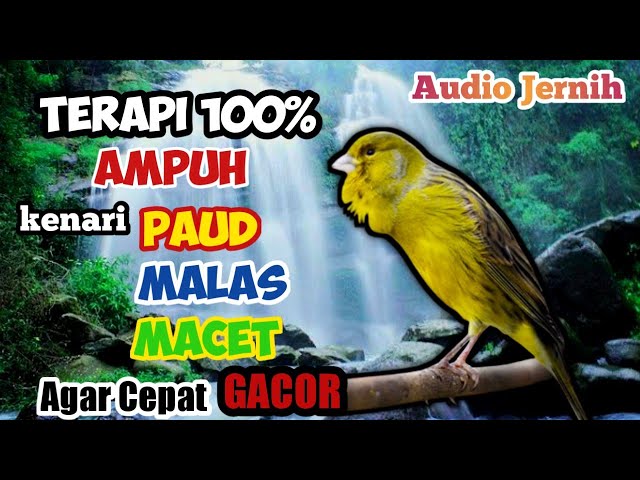 Terapi burung kenari paling EFEKTIF||AMPUH untuk kenari PAUD dan kenari MACET agar cepat GACOR DOR class=