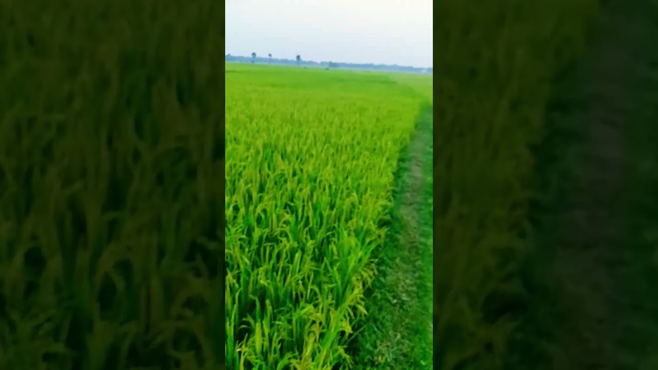 এত যত্ন করে তবে এরকম ফলন হয়েছে 