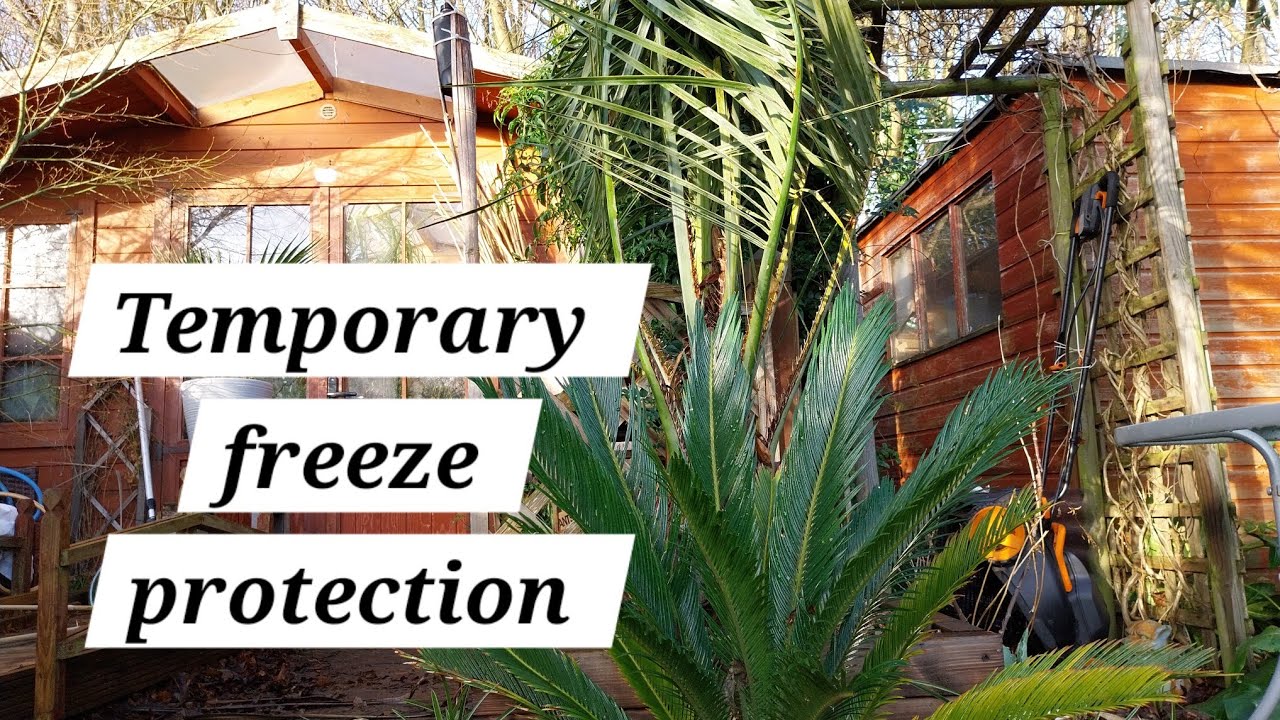 How to protect tender palms & plants in a cold spell - YouTube