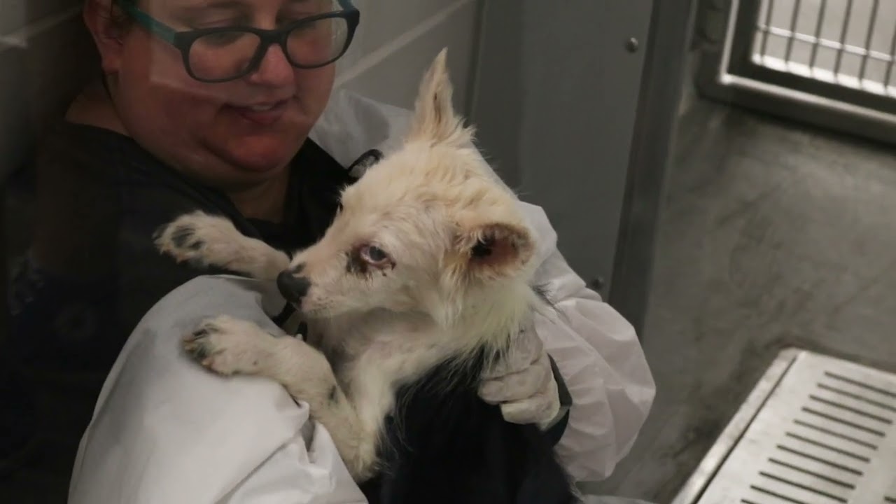 SPOT 127 Bootcamp: Arizona Humane Society - SHEKARRI ZAHARA Reporting