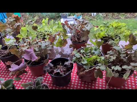 Video: Bahçedeki Hosta Bitki Refakatçileri - Hostalar İçin Refakatçiler Nelerdir?