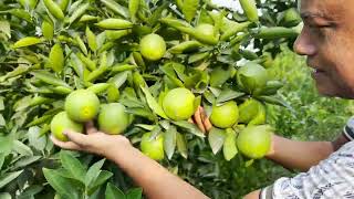 হলুদ মাল্টা-১🍊 ও হলুদ মাল্টা-২🍊🍊(আপডেট-২০২২)